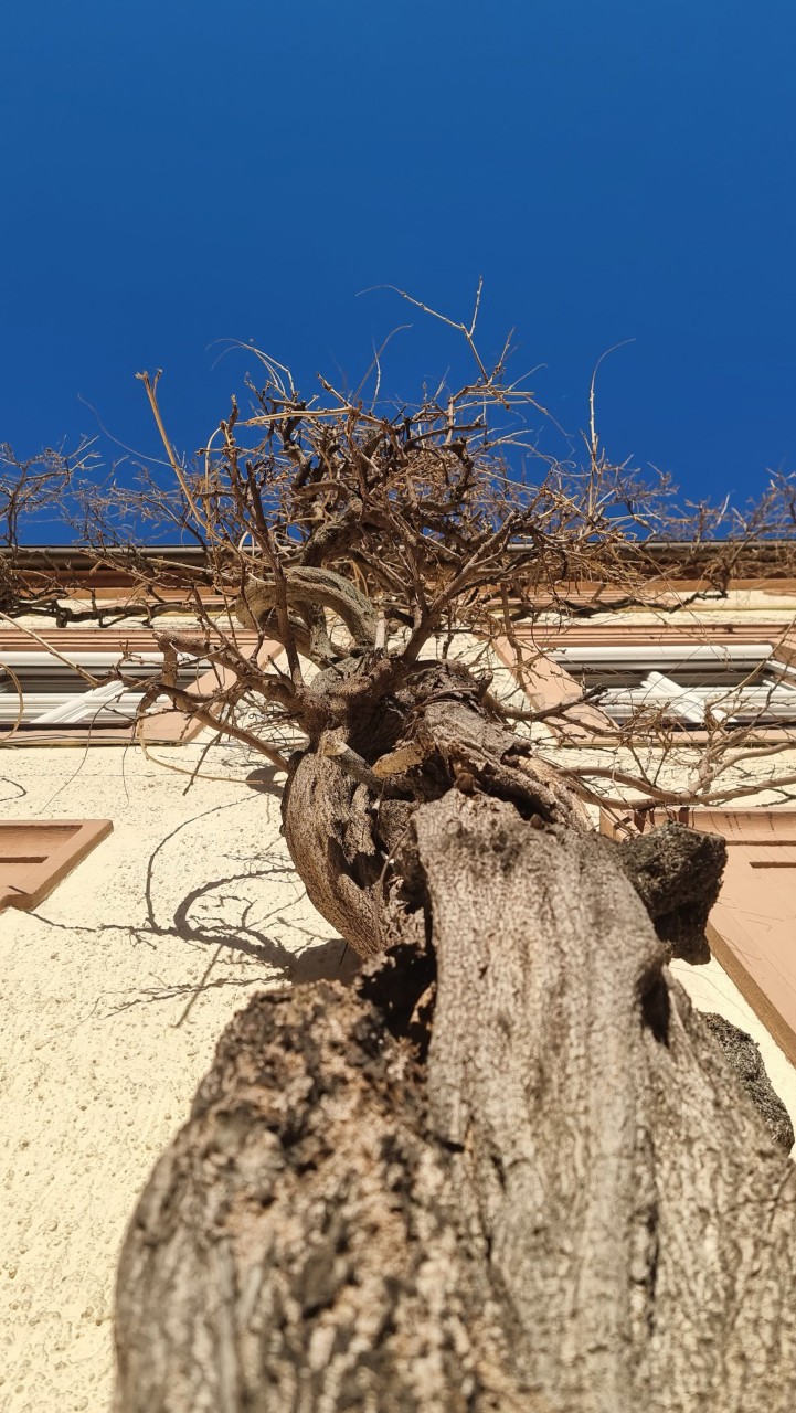 Das Foto zeigt eine unbelaubte Kletterpflanze an der historischen Fassade vom Baden-Badender Rathaus. Das Foto ist nach Oben in den Himmel gerichtet.