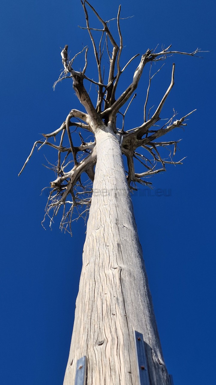 Das Foto zeigt einen sehr dunkelblauen Himmel und ein umgedrehter abgestorbener Baumstamm, oben mit einem Wurzelgeflecht.
