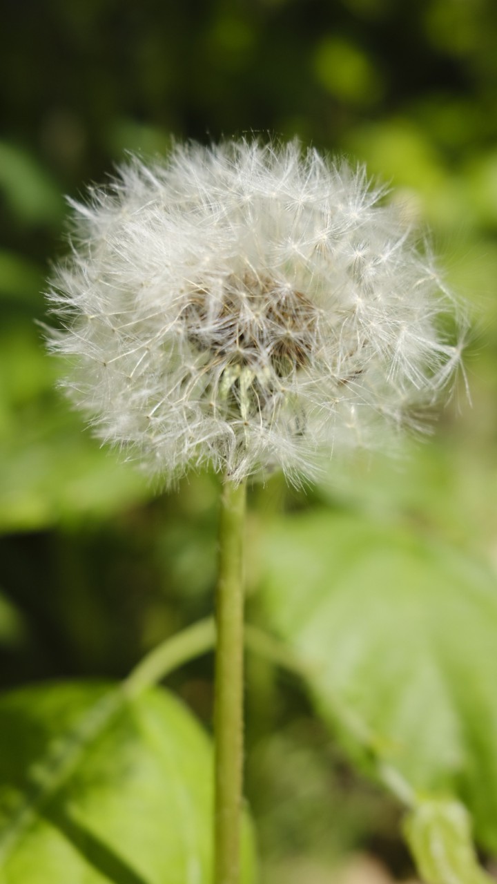 Das Foto zeigt eine Pusteblume mit unscharfem grünen Hintergrund.